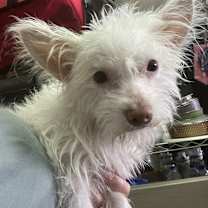 Thumbnail photo of Billy Idol #3