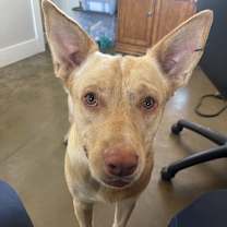 Thumbnail photo of Raffi #4