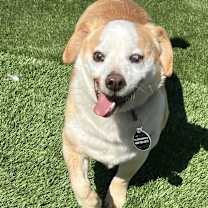 adopt-pet