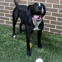 Thumbnail photo of Twilight Barkle #2