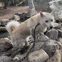 Thumbnail photo of JOEY #2