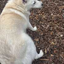 Thumbnail photo of JOEY #3