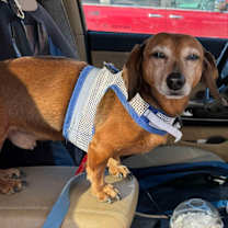 Thumbnail photo of Oskar #2