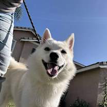 Thumbnail photo of JOEY #3