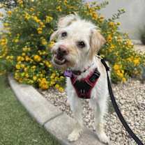adopt-pet