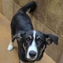 adopt-pet