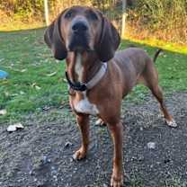 Thumbnail photo of Merk #1