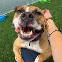 Thumbnail photo of Tigger #3