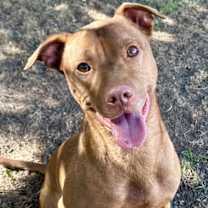 adopt-pet