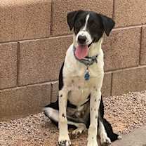 adopt-pet