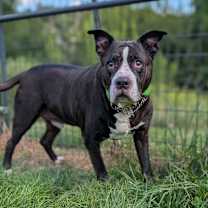 Thumbnail photo of Jojo #2