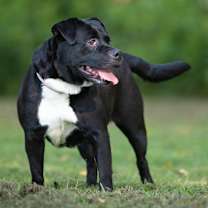 Thumbnail photo of Cookie #1