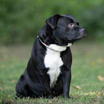 Thumbnail photo of Cookie #2