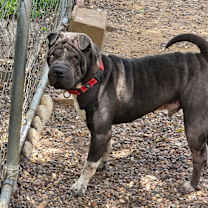 Thumbnail photo of Zuko #2