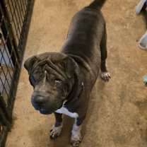 Thumbnail photo of Zuko #3