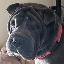 Thumbnail photo of Zuko #4