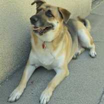 Thumbnail photo of Rambo #2