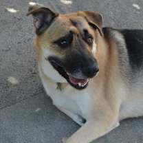 Thumbnail photo of Rambo #3