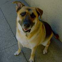 Thumbnail photo of Rambo #4