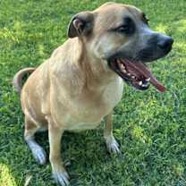 adopt-pet