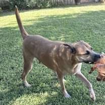 Thumbnail photo of Chato #2