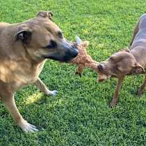 Thumbnail photo of Chato #3