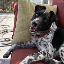 Thumbnail photo of Spots #1