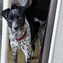 Thumbnail photo of Spots #2