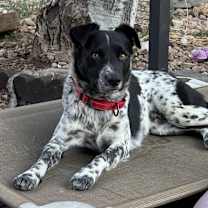 Thumbnail photo of Spots #4