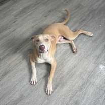 Thumbnail photo of Deuce #1