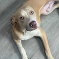 Thumbnail photo of Deuce #2