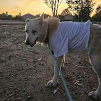 Thumbnail photo of Calix #3