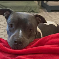 adopt-pet