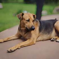 Thumbnail photo of Leala #4