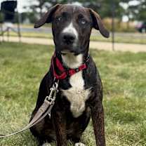 Thumbnail photo of Piper #3