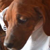 Thumbnail photo of Calen (Retread 8) #4