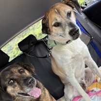 Thumbnail photo of MADDIE #4