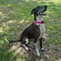 Thumbnail photo of Dallas #1