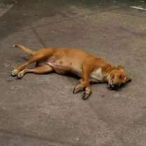 Thumbnail photo of Josephina #3