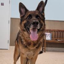 Thumbnail photo of Dante #2