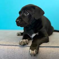 Thumbnail photo of Valor Freedom #4