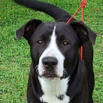 Thumbnail photo of Ferdinand #2