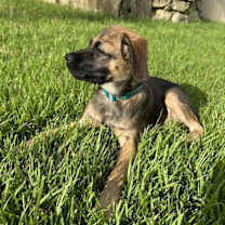 Thumbnail photo of Brulee #2