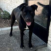 Thumbnail photo of Riley (C000-321) - Chino Hills Location #3