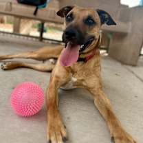 Thumbnail photo of Corduroy #1