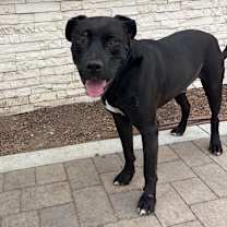 Thumbnail photo of Riley (C000-321) - Chino Hills Location #4