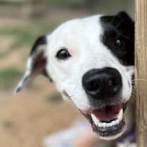 Thumbnail photo of Cali 6-12-25 #3