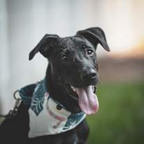 Thumbnail photo of Roscoe #3