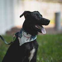 Thumbnail photo of Roscoe #4