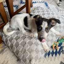 Thumbnail photo of Ford #4